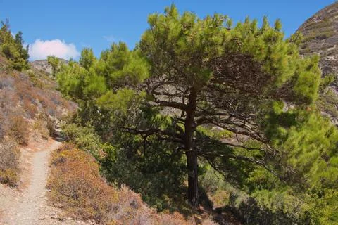 Pine tree on Karpathos in Greece Stock Photos
