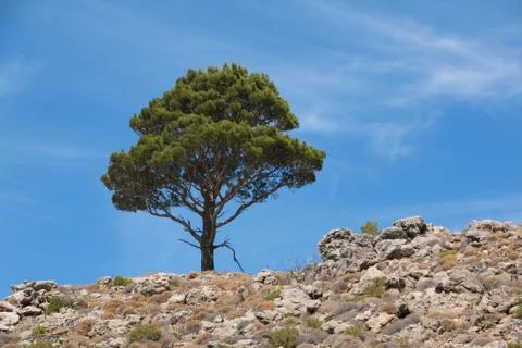 Pine tree on Karpathos in Greece Stock Photos