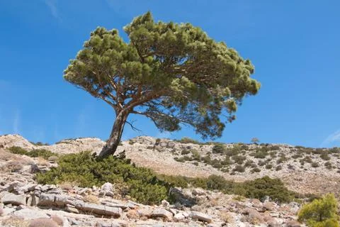 Pine tree on Karpathos in Greece Stock Photos
