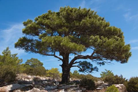 Pine tree on Karpathos in Greece Stock Photos