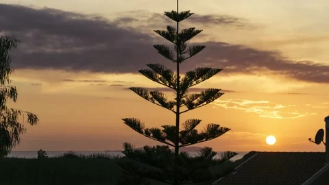 Pine Tree Korfu Sunset Timelapse Stock Footage 147535724