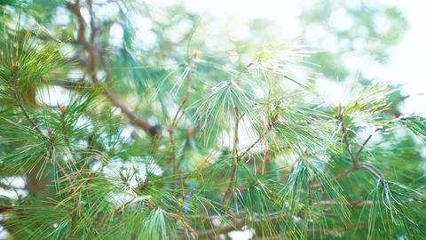 Pine tree in kyoto, Japan Stock Footage 105044619
