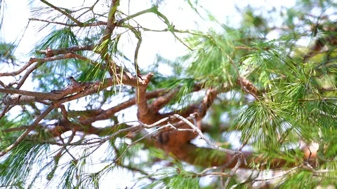 Pine tree in kyoto, Japan Stock Footage 105044651