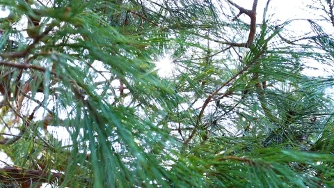 Pine tree in kyoto, Japan Stock Footage 105052517