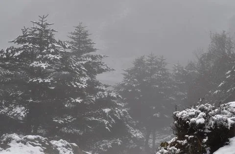 Pine tree laden with snow and silvery mist Stock Photos
