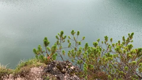 Pine Tree With Lake In Background 스톡 동영상 146365446