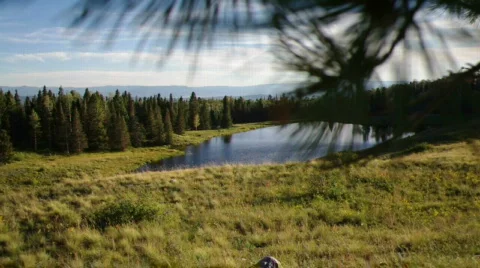 Pine Tree Lake Stock Footage 844799