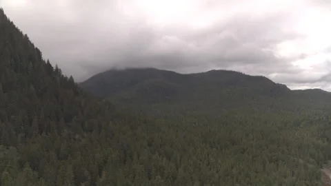Pine Tree Landscape on Mountains Fog Covered Stock Footage 255144459