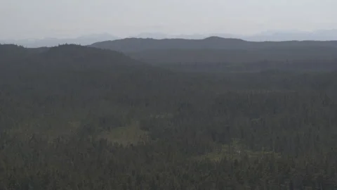 Pine Tree Landscape with Mountains Surrounding Drone Stock Footage 256043580