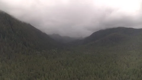 Pine Tree Landscape over Mountains Fog Cover Stock Footage 255144415