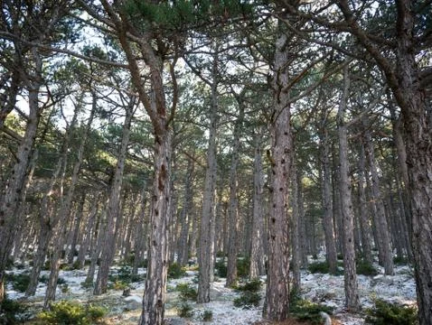 Pine tree landscape Stock Photos