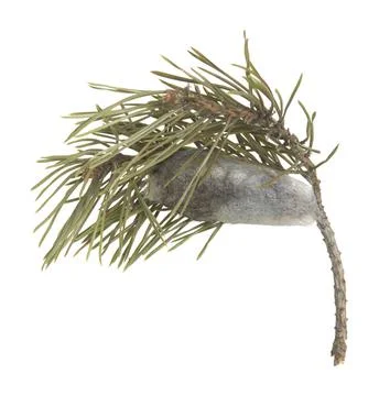 Pine-tree lappet, Dendrolimus pini cocoon on pine twig Stock Photos
