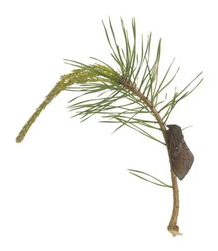 Pine-tree lappet, Dendrolimus pini moth resting on pine twig Stock Photos