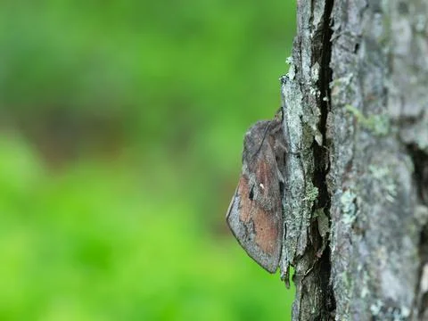 Pine-tree lappet, Dendrolimus pini moth on pine tree Stock Photos