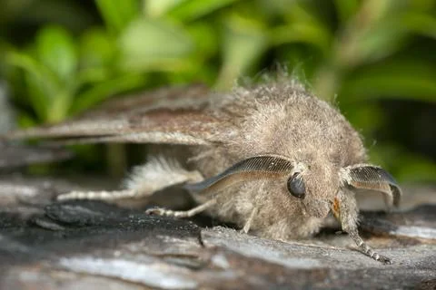 Pine-tree lappet, Dendrolimus pini moth on bark Foto stock