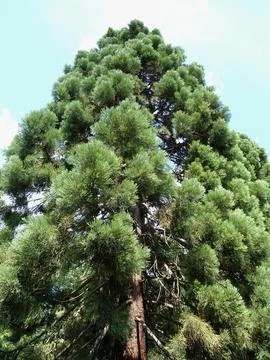 Pine tree. Large pine needles. Foto stock