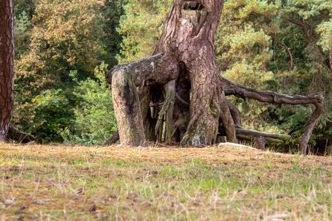 Pine tree with large tree roots Stock Photos