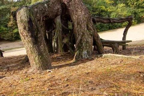 Pine tree with large tree roots Stock Photos