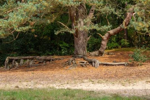 Pine tree with large tree roots Stock Photos