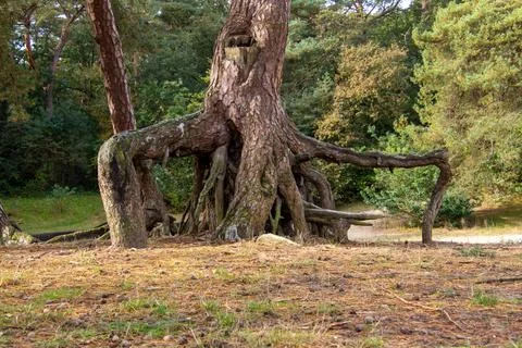 Pine tree with large tree roots Foto stock
