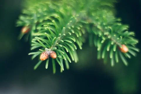 Pine tree leaf detail with blur background Stock Photos