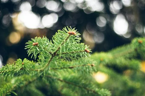 Pine tree leaf detail with blur background Stock Photos