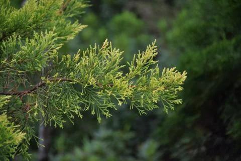 Pine tree leaf Stock Photos