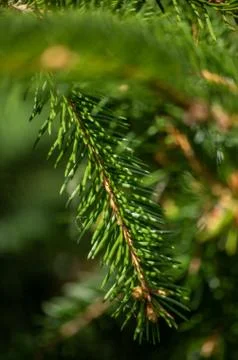 Pine tree leaf Fotos de archivo