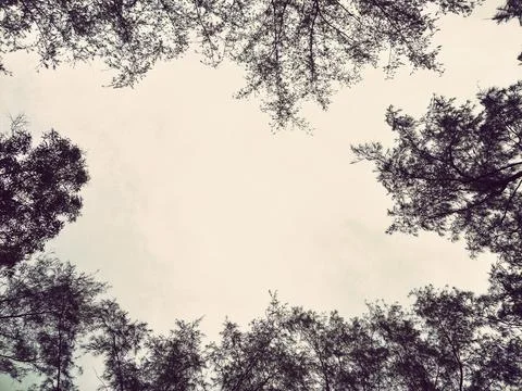 Pine tree leaf on the sky photo from below Stock Photos