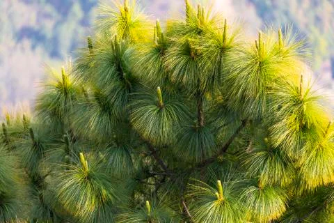 Pine Tree Leafs close up Stock-Fotos