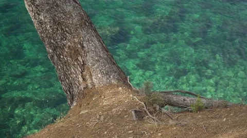 Pine tree leaning over vibrant blue Mediterranean sea. Stock Footage 160981280