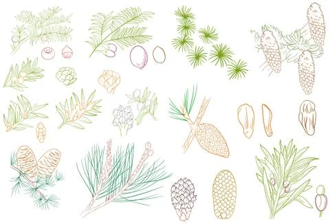 Pine Tree Leaves and Fruit Outline Stock Illustration