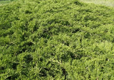 Pine tree leaves background Stock Photos