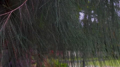 Pine tree leaves blown by the wind Stock Footage 336617076