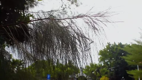 Pine tree leaves blown by the wind Stock Footage 336617077