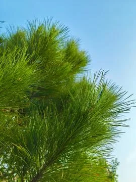 Pine tree leaves with blue sky background. Stock Photos