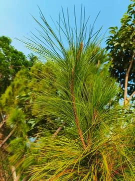 Pine tree leaves with blue sky background. Foto stock