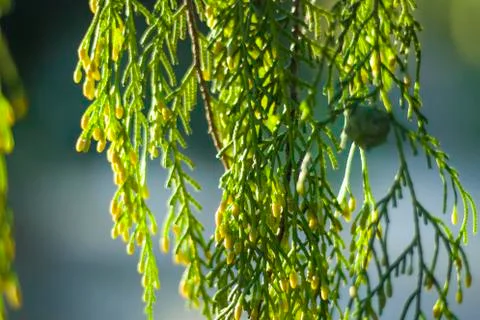 Pine tree leaves close-up and macro, green nature background Stock Photos