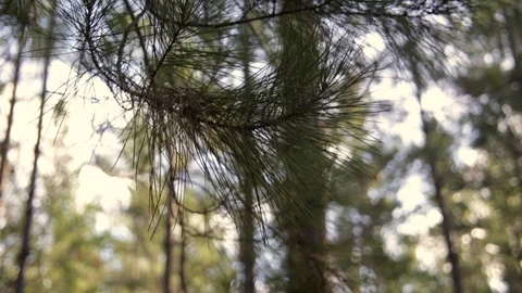 Pine tree leaves Stock Footage 92155168