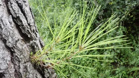 Pine tree leaves Stock Footage 149857195