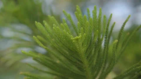 Pine tree leaves 動画素材 234858866