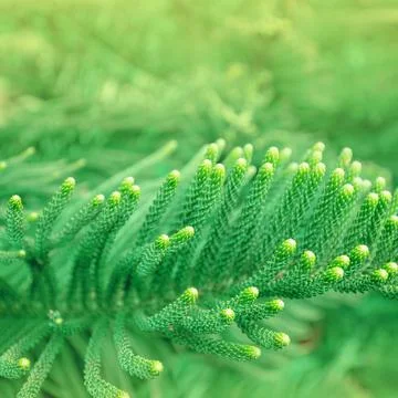 Pine tree leaves Stock Photos