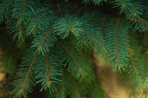 Pine tree leaves. Stock Photos