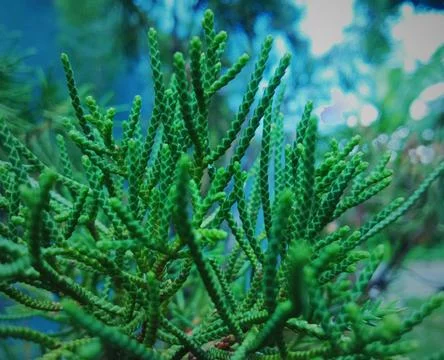 Pine Tree Leaves Foto stock