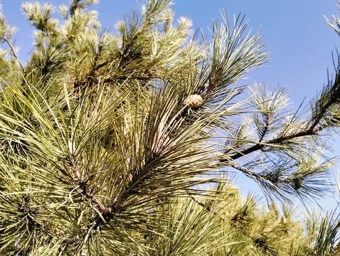 Pine tree with leaves Stock-Fotos