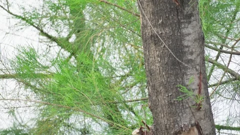 Pine Tree Leaves Swaying Gently in Soft Evening Breeze Video stock 272909648