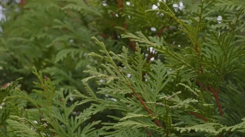 Pine tree leaves, tilt motion and green leaves, 4K Stock Footage 245445053