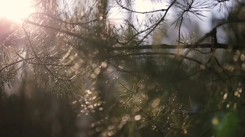 Pine Tree With Lens Flare Video stock 87424795