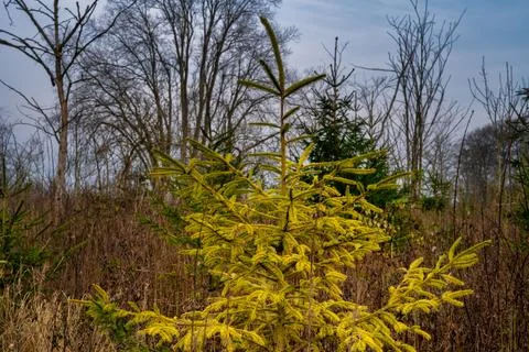 A pine tree in light green colors. Photo from Eslov, Scania, Sweden Stock Photos