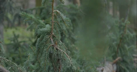 Pine tree limbs dangle in the wind Stock Footage 96407726